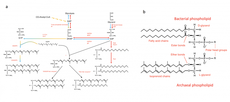 Bridging The Divide Bacteria Synthesizing Archaeal Membrane Lipids