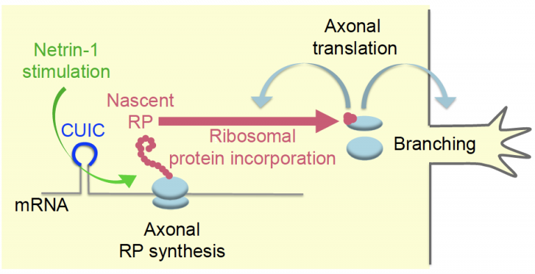 On Site Ribosome Remodeling By Locally Synthesized Ribosomal Proteins