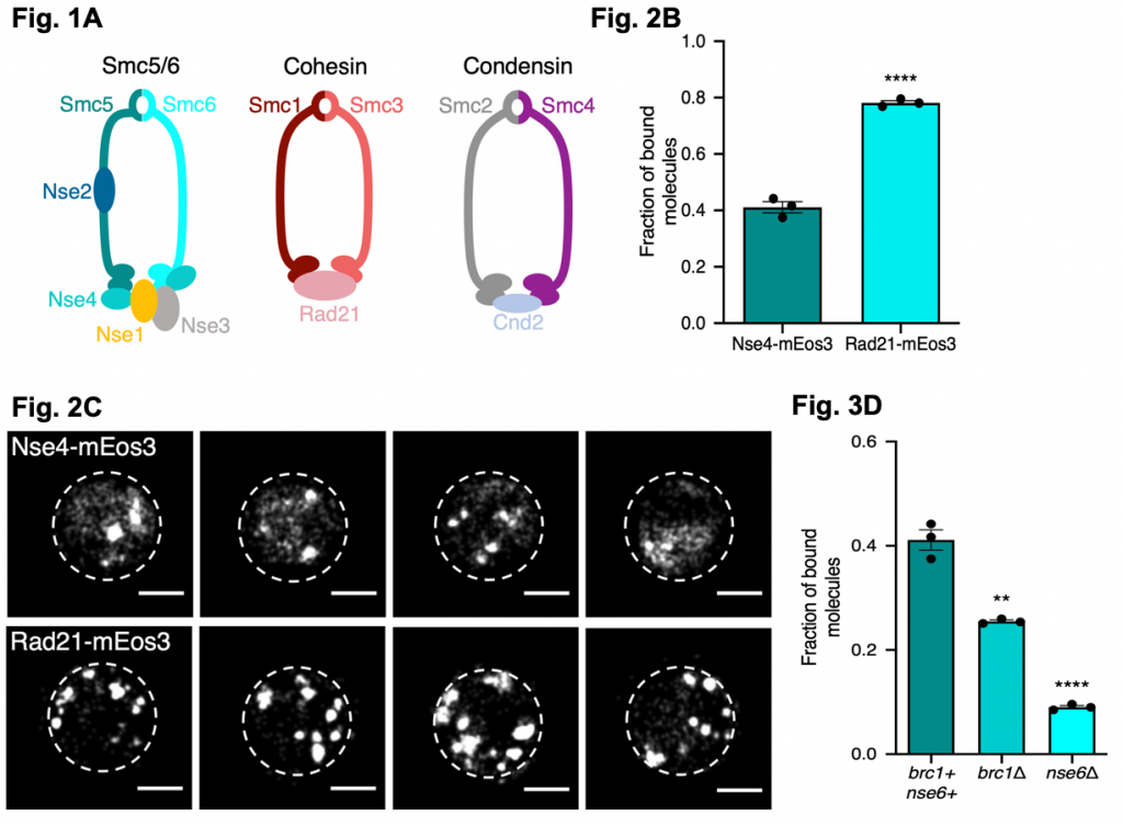 Single Molecule Live Cell Imaging Of The Smc Dna Repair Complex