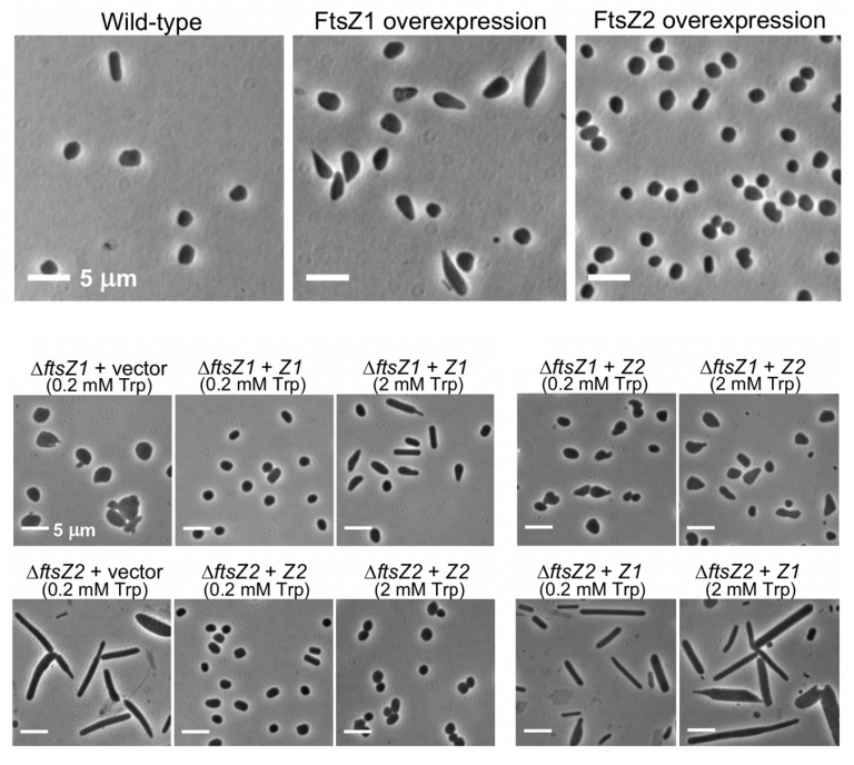 Two Ftsz Proteins Orchestrate Archaeal Cell Division Through Distinct