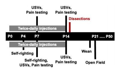 Sex Differences In Behavioral And Brainstem Transcriptomic