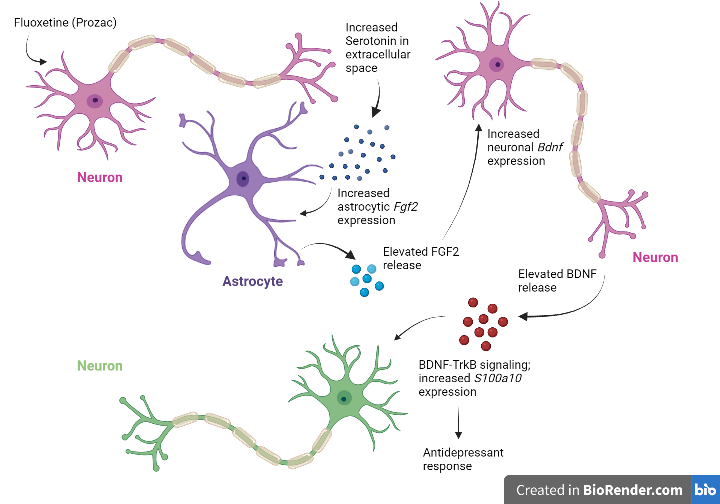 Neuron Glia Signaling Regulates The Onset Of The Antidepressant