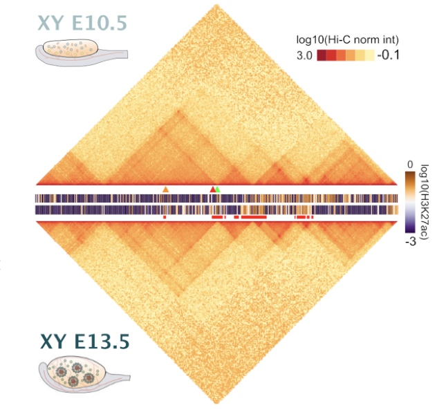 Sex Determining D Regulatory Hubs Revealed By Genome Spatial Auto