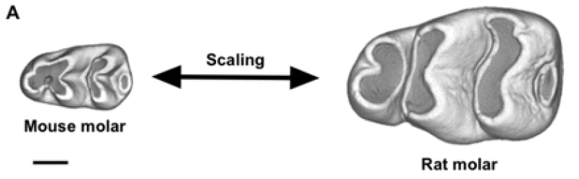 The Developmental Basis For Scaling Of Mammalian Tooth Size PreLights