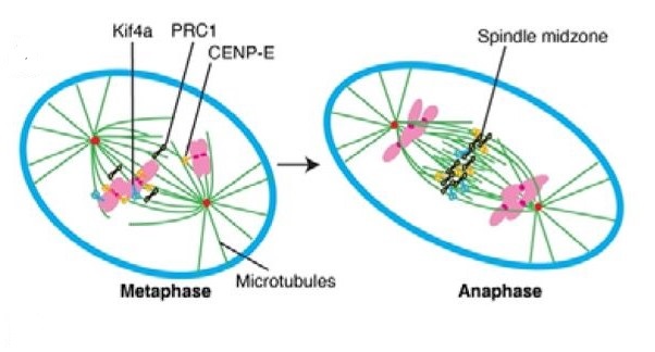 Phosphorylation Controls Spatial And Temporal Activities Of Motor Prc