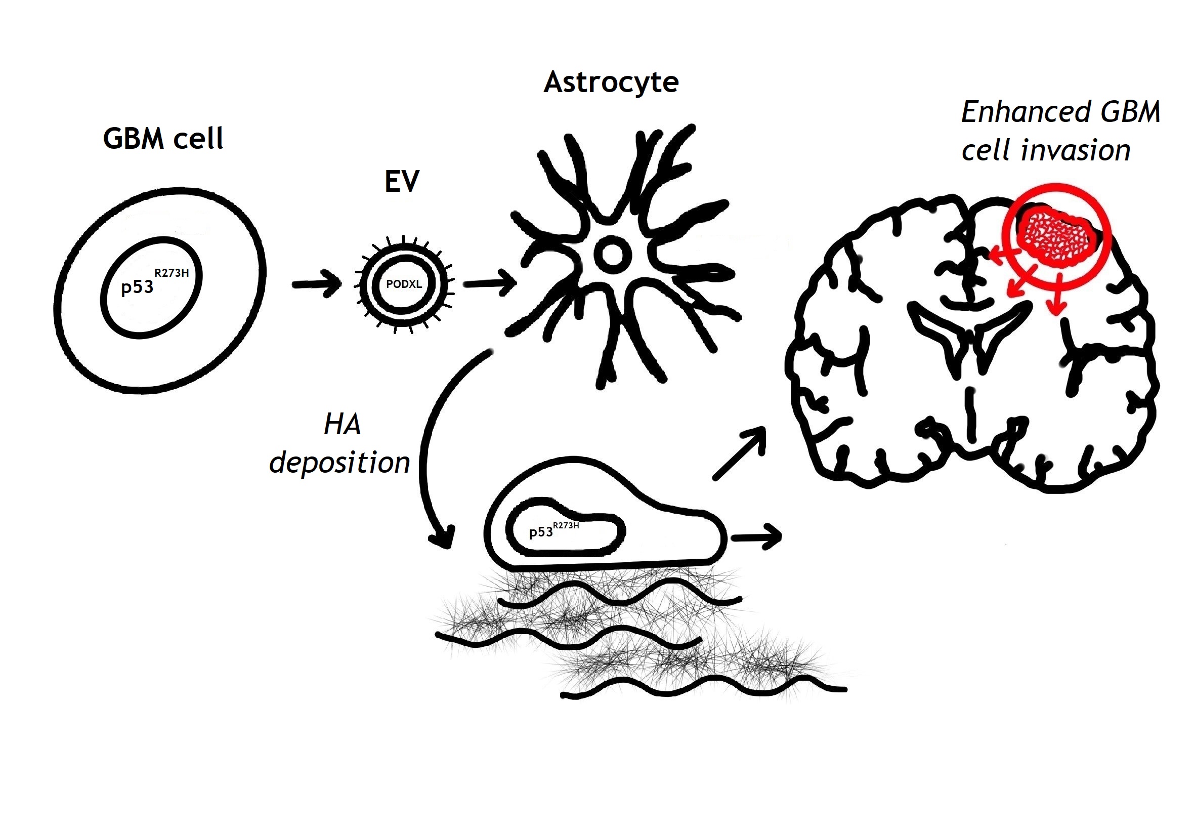 Glioblastoma Extracellular Vesicles Influence Glial Cell Hyaluronic