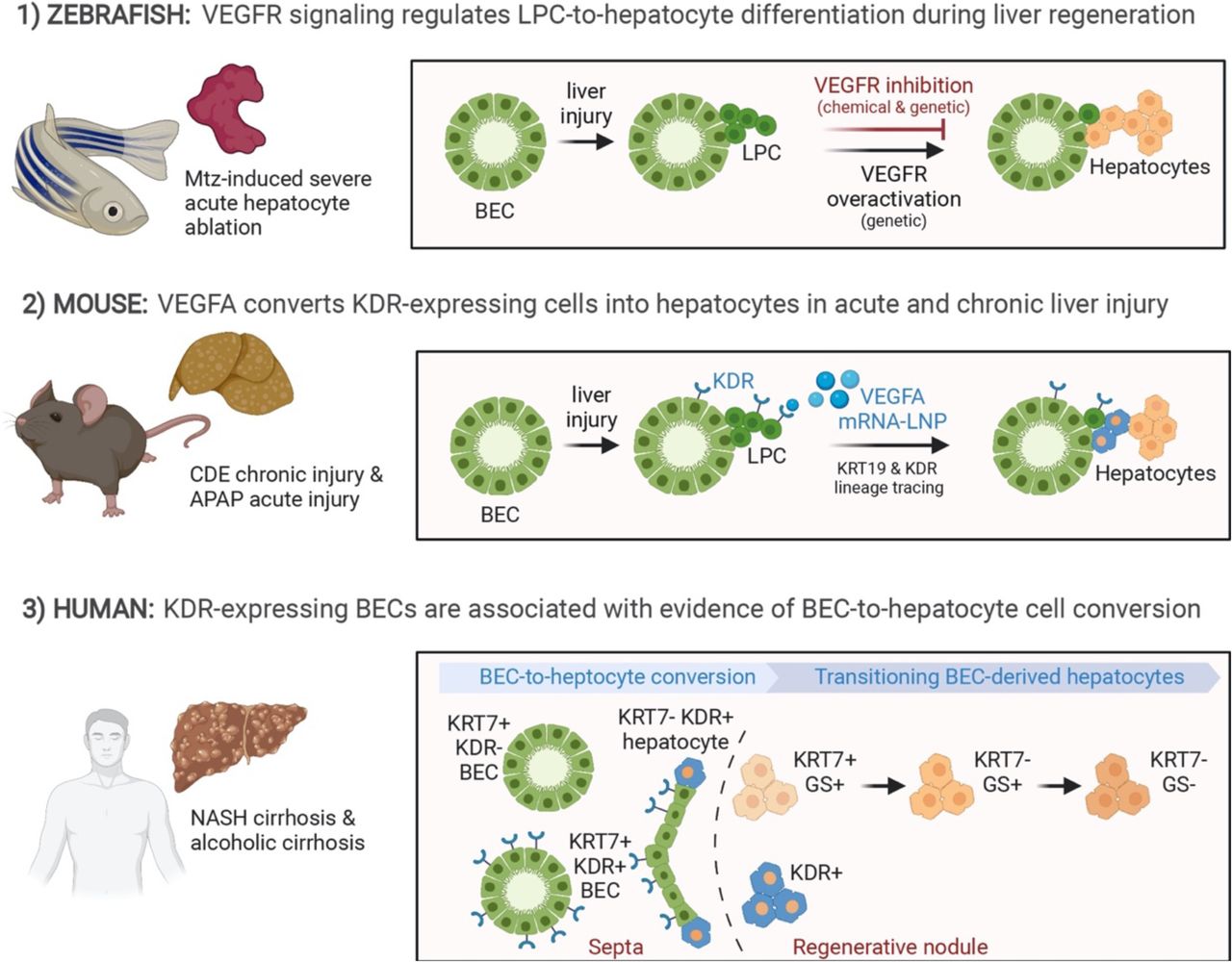 VEGFA MRNA LNP Promotes Biliary Epithelial Cell To Hepatocyte