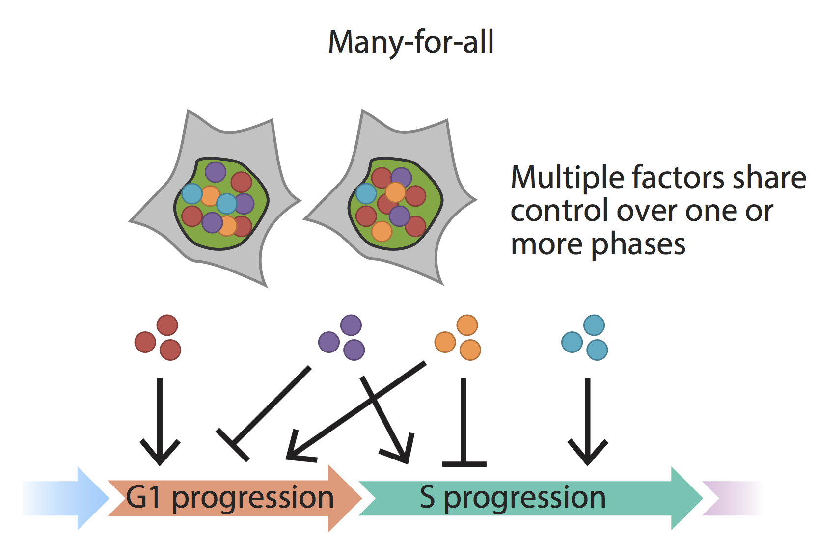 cell-cycle-biology-cell-biology