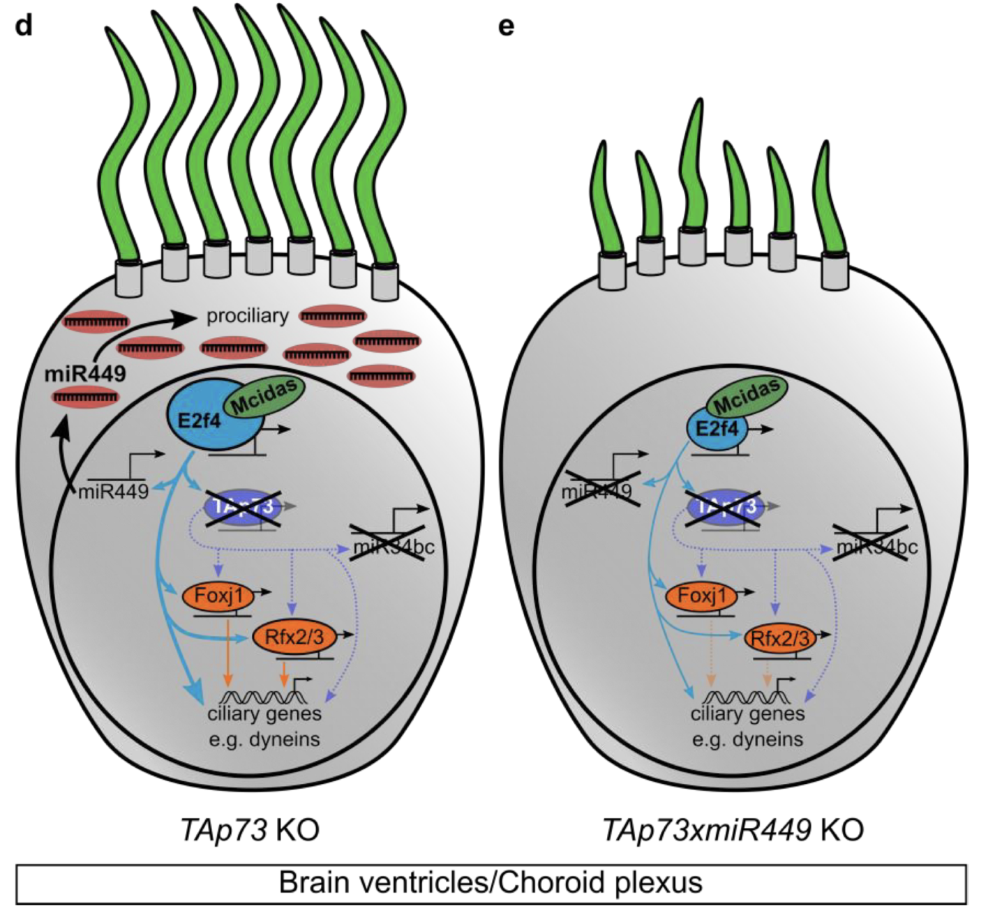 Transcription factor TAp73 and miRNA-449 cooperate in multiciliogenesis -  preLights