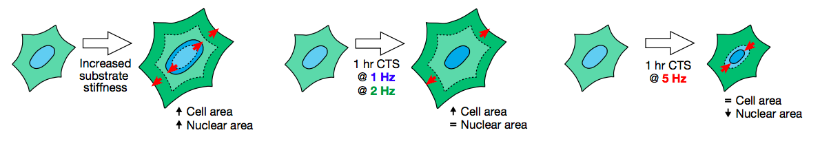 Nuclear decoupling is part of a rapid protein-level cellular response ...