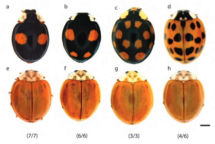 The genomic basis of colour pattern polymorphism in the harlequin ladybird  - preLights