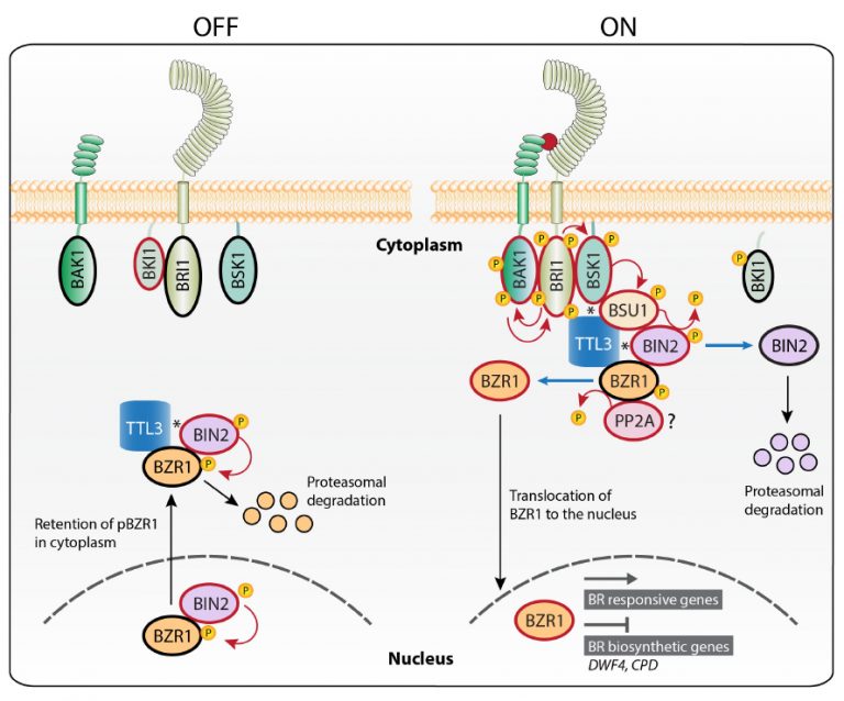 TTL proteins scaffold brassinosteroid signaling components at the ...