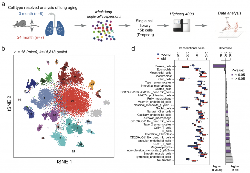 Lung Single Cell Sequencing