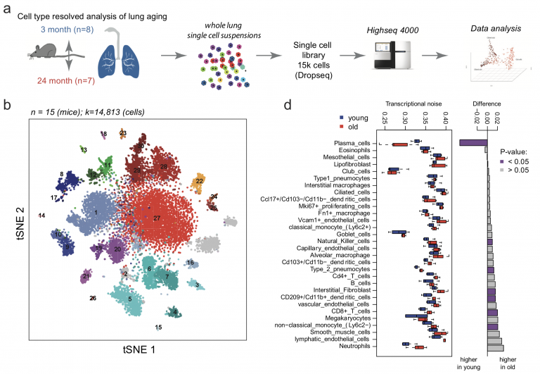 An atlas of the aging lung mapped by single cell transcriptomics and ...