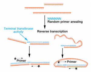MMLV enzyme creating artificial junctions and "circRNAs"