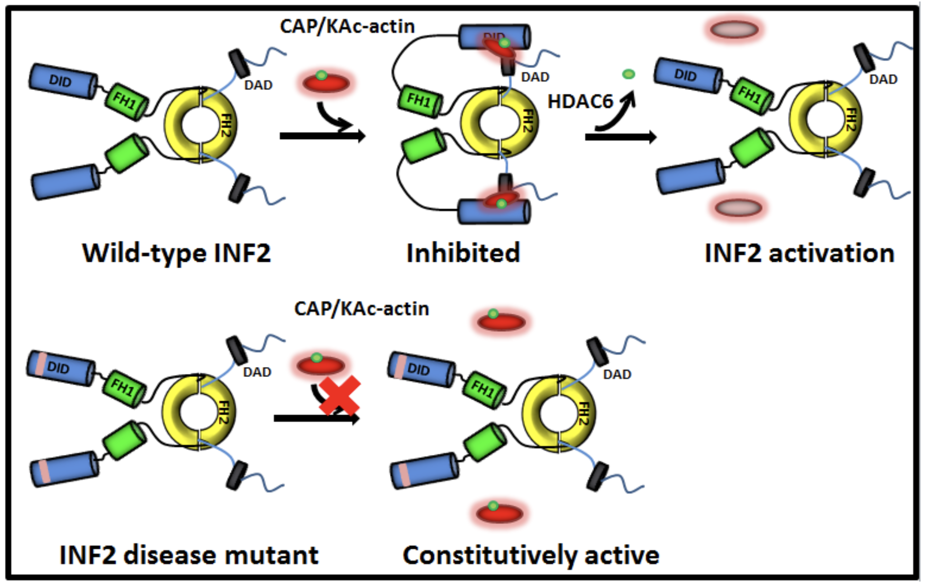 Активация 2.1. HDAC inhibitor Assay. HDAC inhibitor Assay Kit. Inf2. HDAC Assay activity.