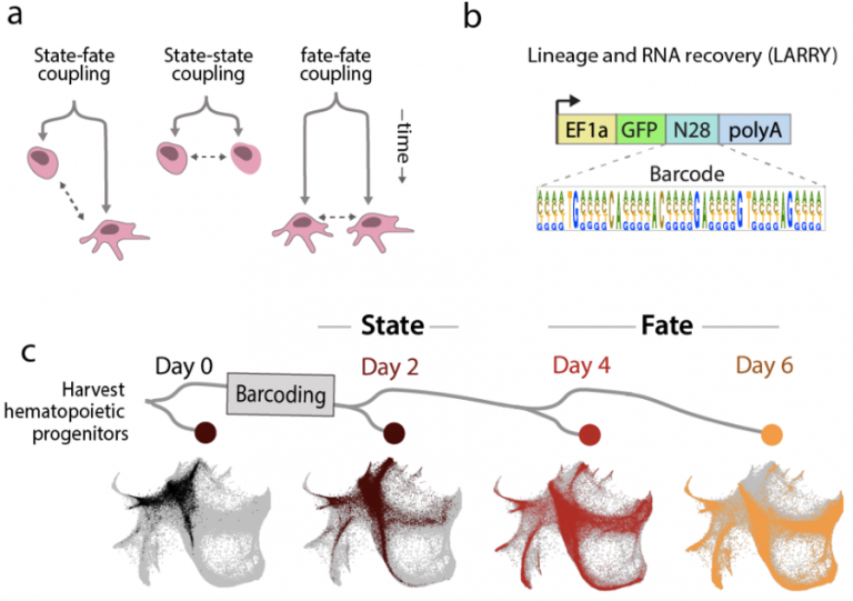 Lineage Tracing On Transcriptional Landscapes Links State To Fate ...