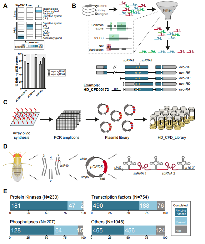 A large-scale resource for tissue-specific CRISPR mutagenesis in ...