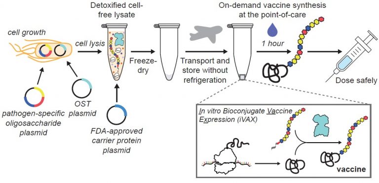 On-demand, cell-free biomanufacturing of conjugate vaccines at the