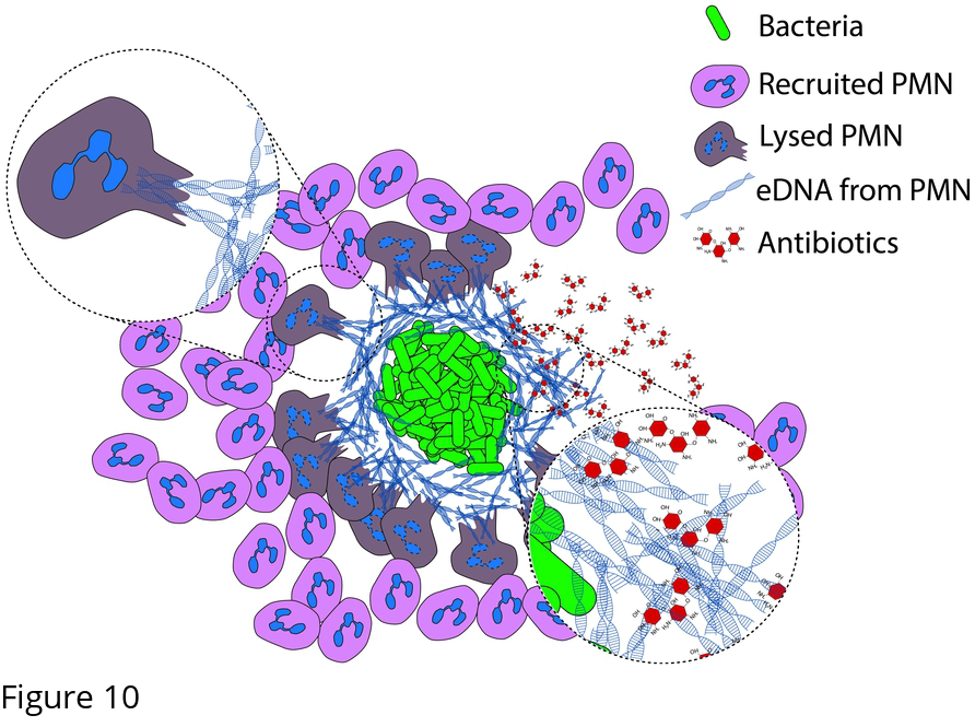 The Origin Of Extracellular DNA In Bacterial Biofilm Infections In Vivo ...