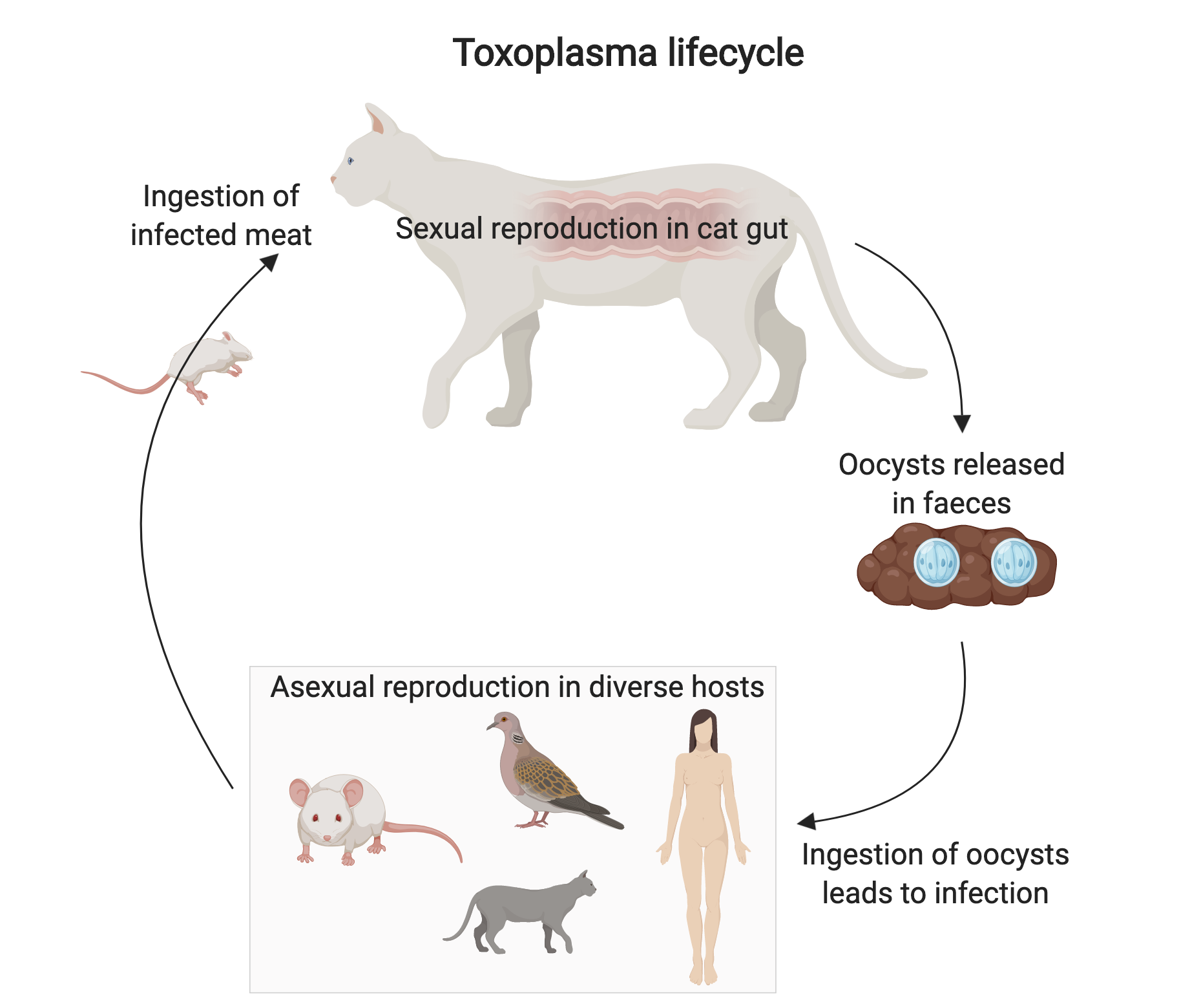 Toxo lifecycle (1) - preLights