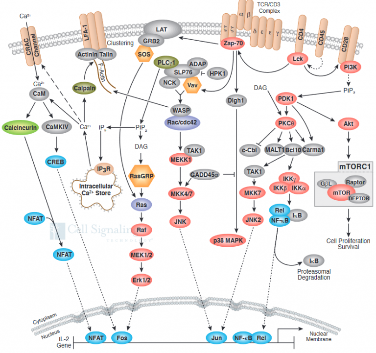 Co-stimulation–induced Ap-1 Activity Is Required For Chromatin Opening 