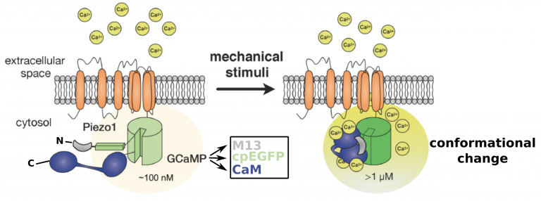 GenEPi: Piezo1-based fluorescent reporter for visualizing mechanical ...