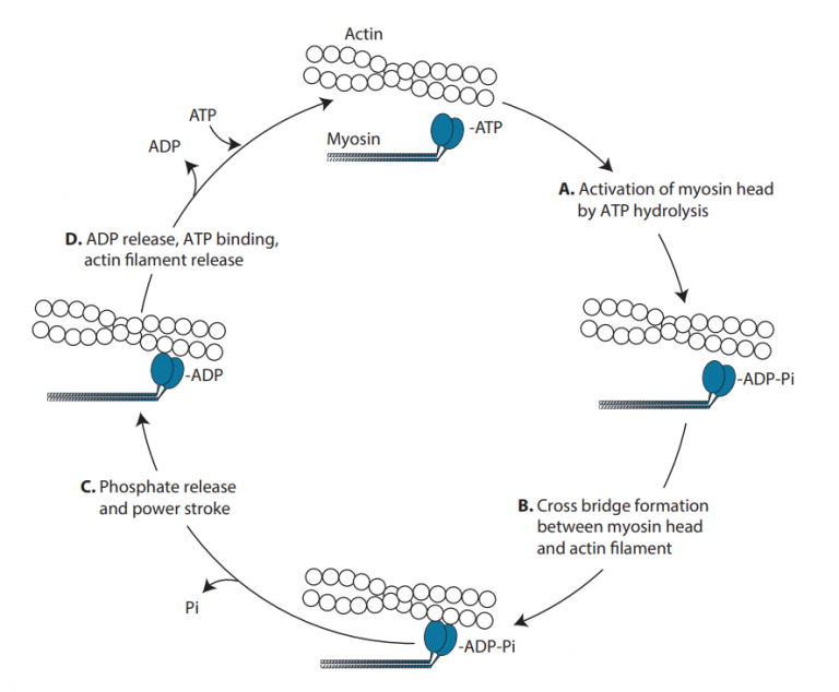 What Is Myosin Atpase