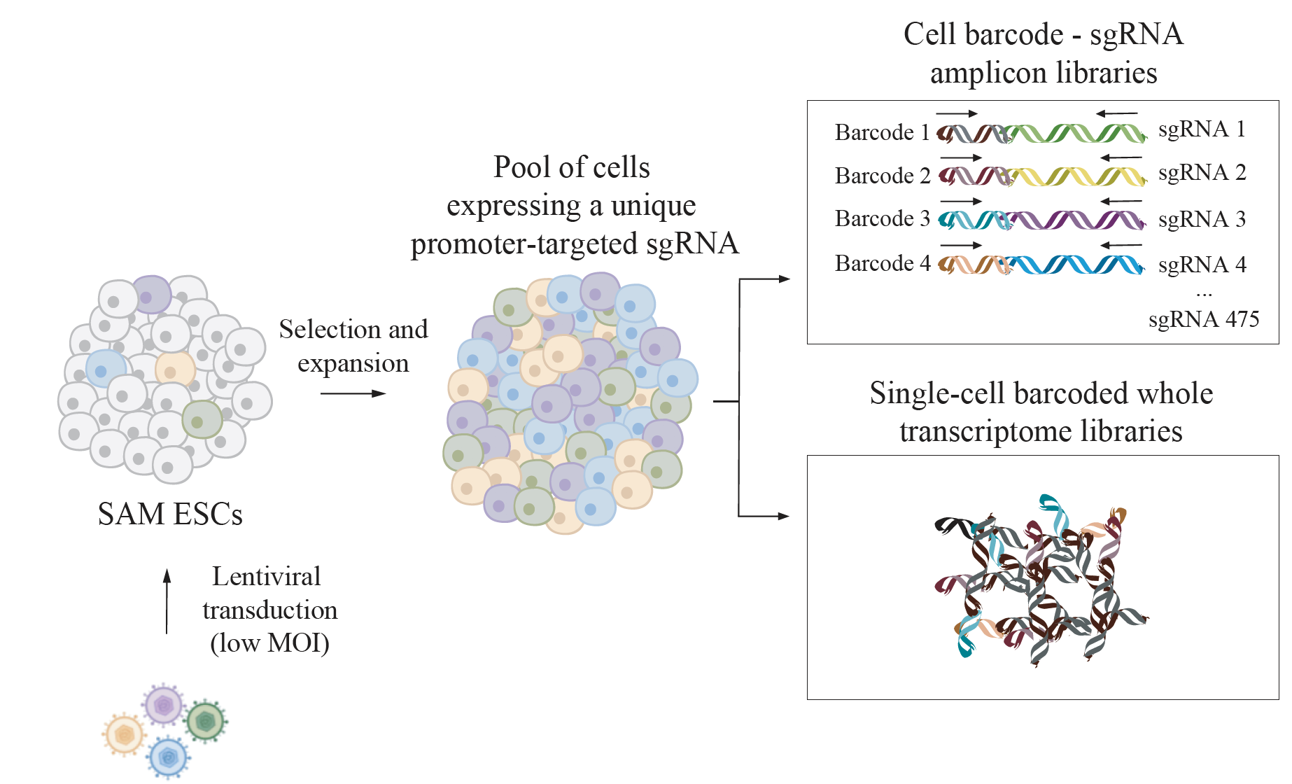 A Single-cell Transcriptomics CRISPR-activation Screen Identifies New ...