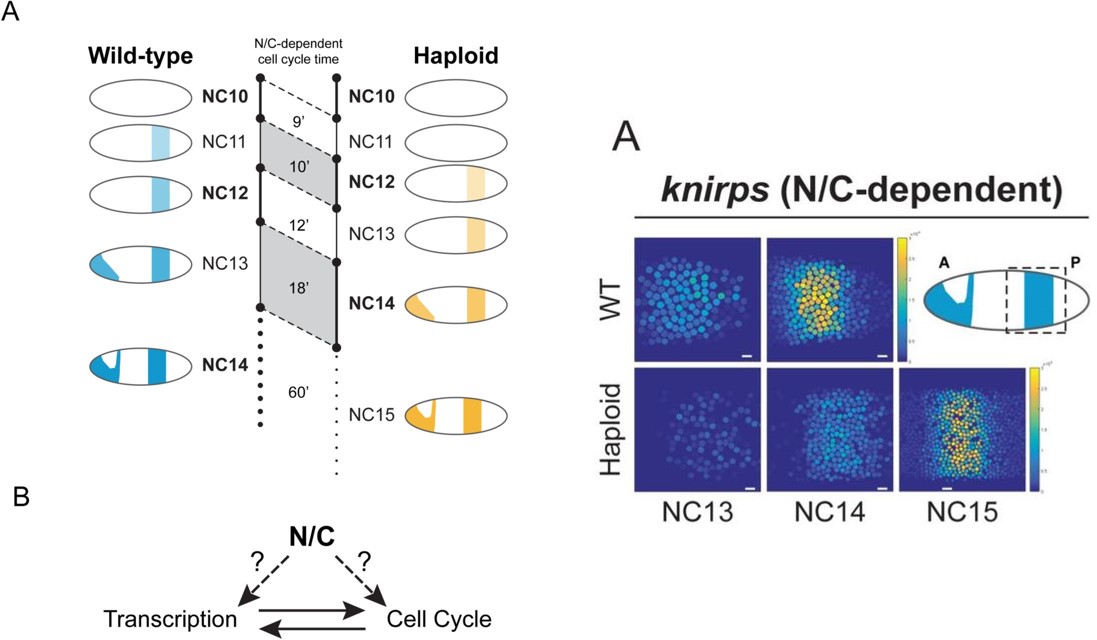The nuclear to cytoplasmic ratio directly regulates zygotic ...