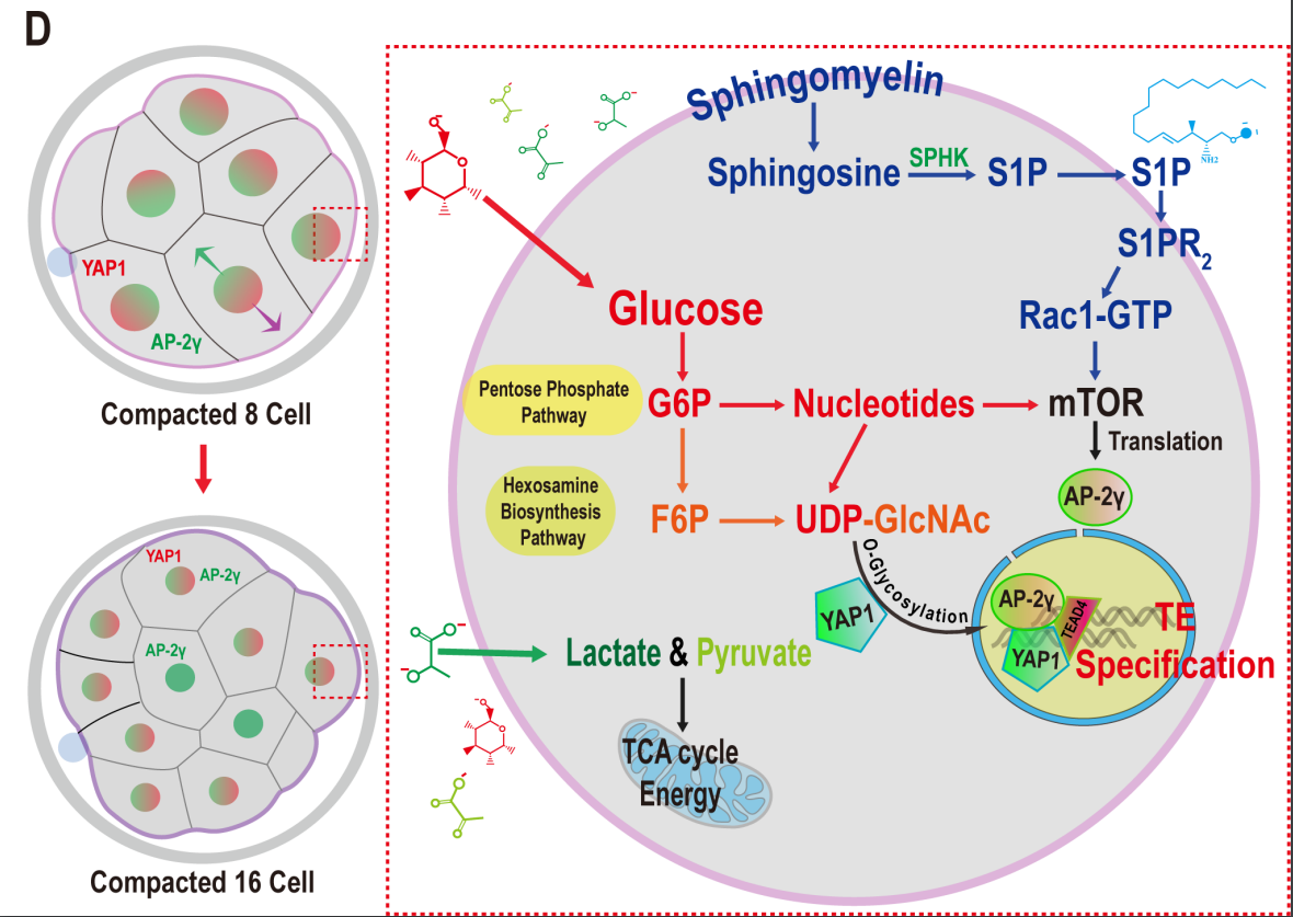 Glucose metabolism distinguishes TE from ICM fate during mammalian ...