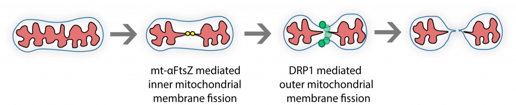 Bacterial FtsZ induces mitochondrial fission in human cells - preLights