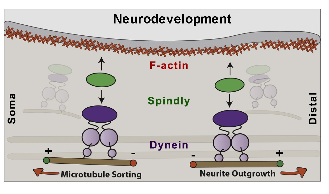 Kinetochore protein Spindly controls microtubule polarity in Drosophila ...