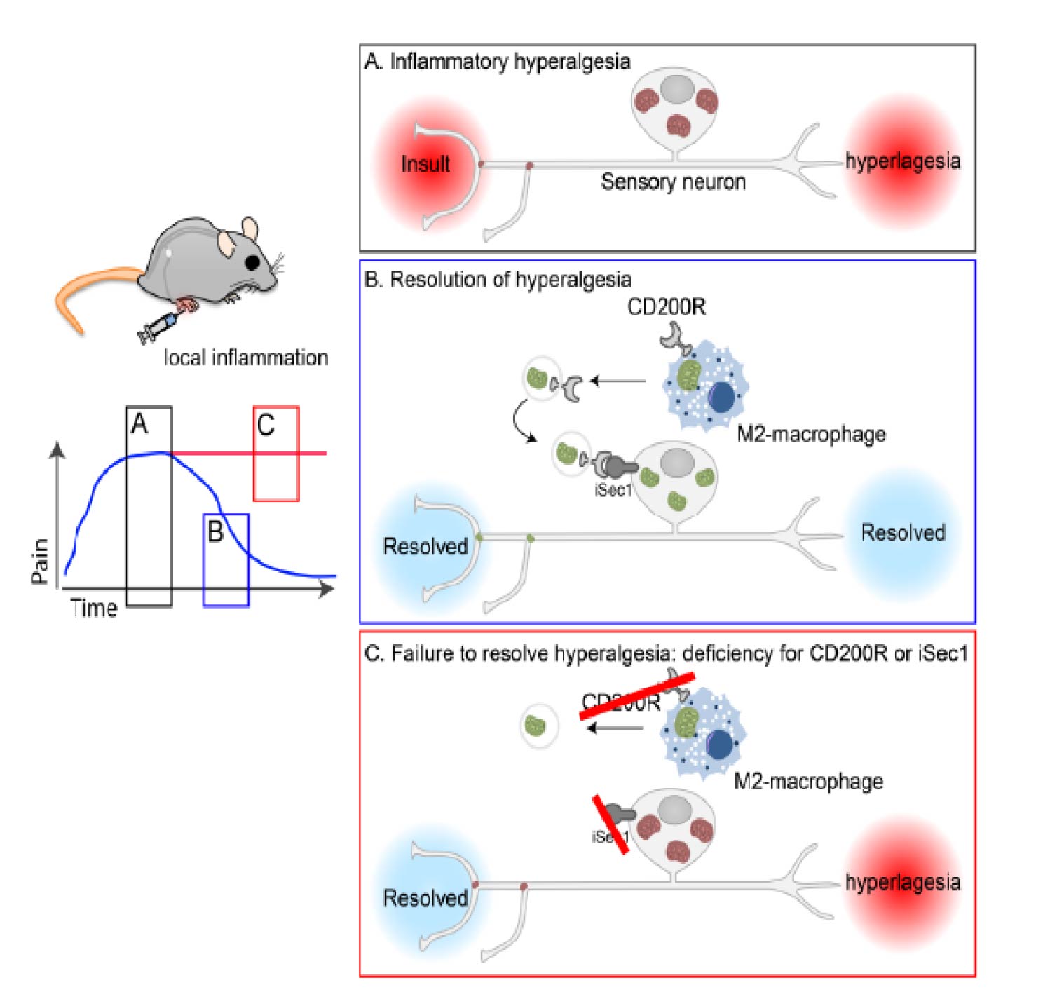 Macrophages Transfer Mitochondria To Sensory Neurons To Resolve ...