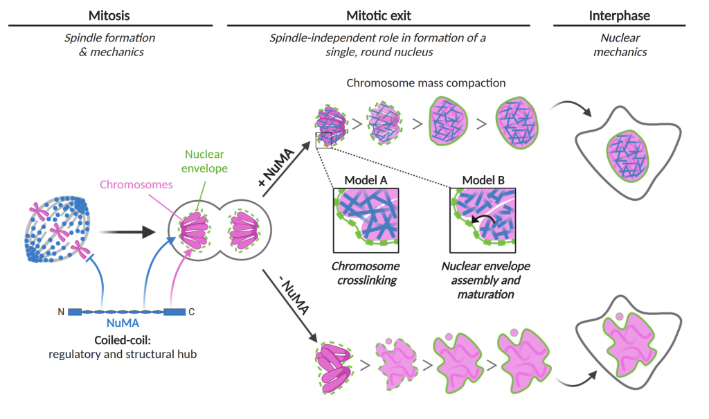 The mitotic protein NuMA plays a spindle-independent role in nuclear ...