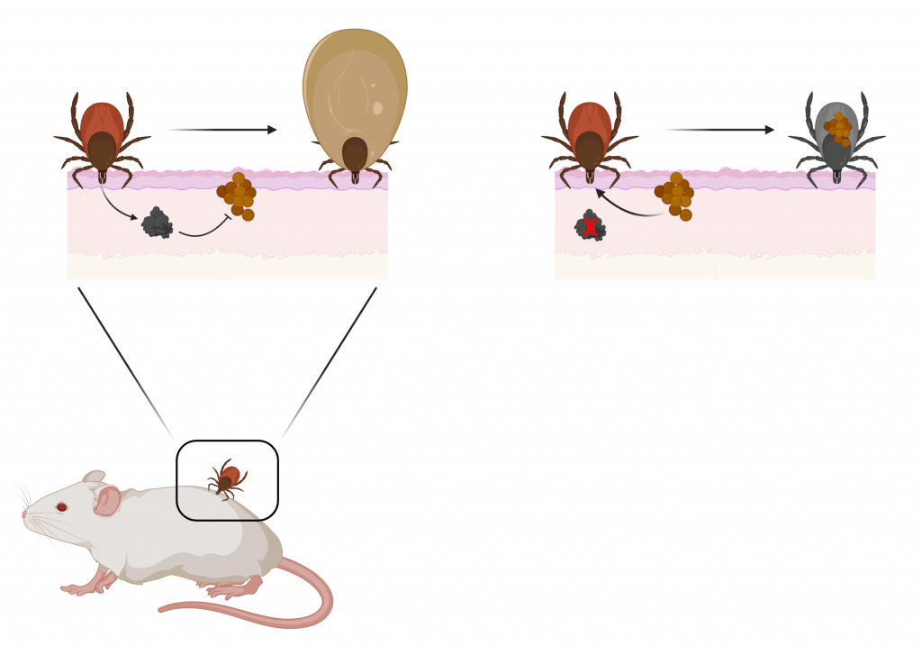 Tick Immunity Immune factor of bacterial origin protects ticks against host microbial ...