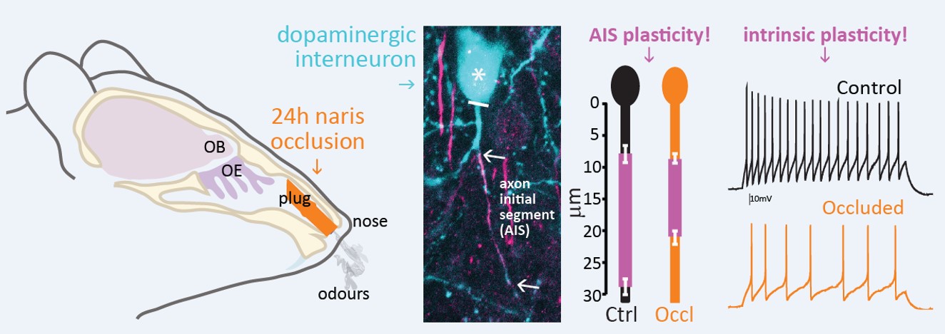 Brief sensory deprivation triggers cell type-specific structural and ...