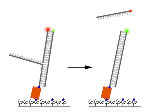 First passage time study of DNA strand displacement - preLights