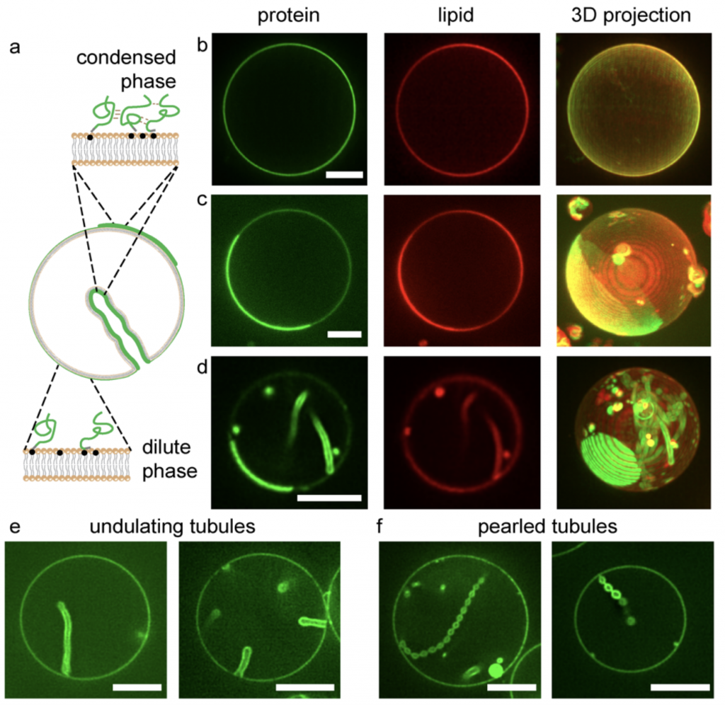 Membrane Bending By Protein Phase Separation - PreLights