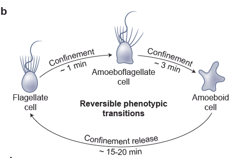 choanoflagellates life cycle