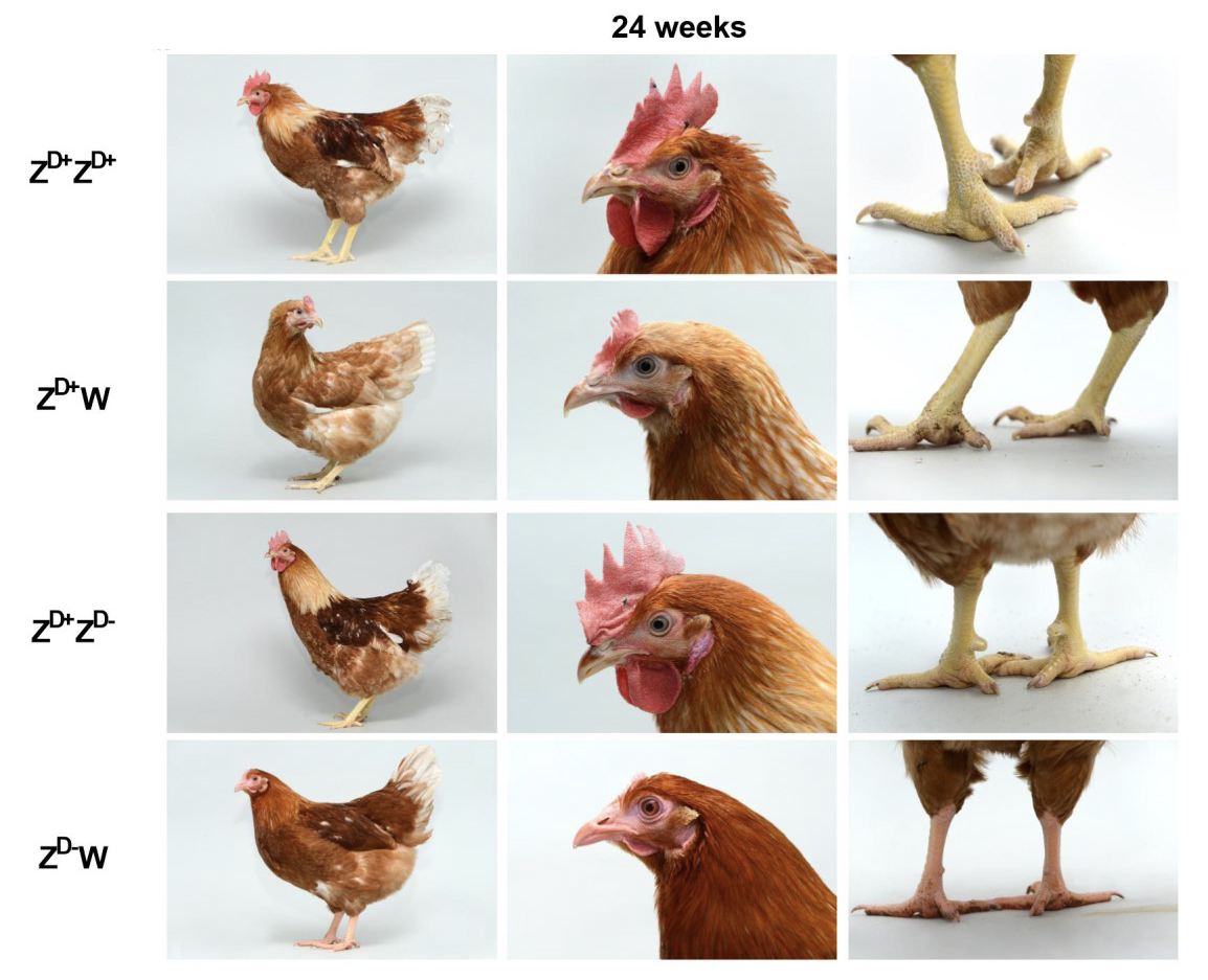 Primary Sex Determination In Chickens Depends On Dmrt1 Dosage But Gonadal Sex Does Not