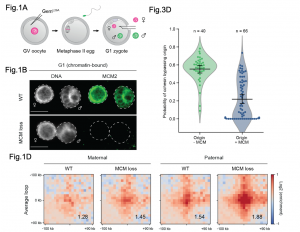 MCM complexes are barriers that restrict cohesin-mediated loop ...