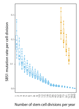 The mutational landscape of human somatic and germline cells - preLights