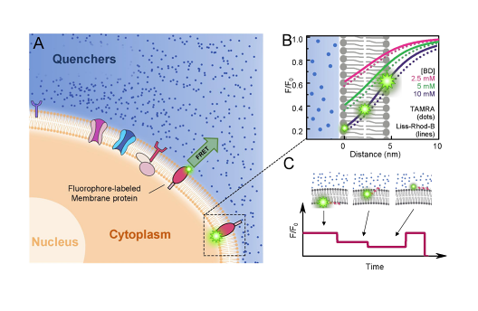 Imaging transmembrane dynamics of biomolecules at live cell plasma  membranes using quenchers in extracellular environment - preLights