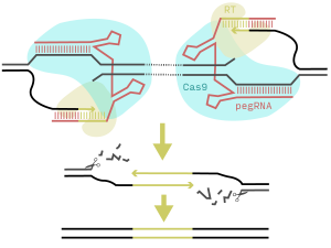 Schematic of PRIME-Del genome editing