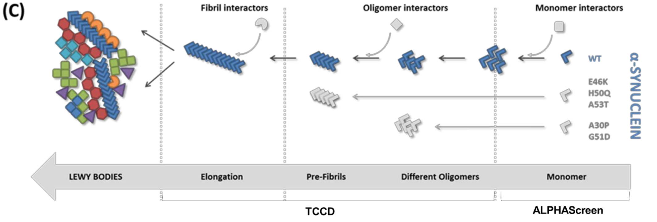 Selectivity of Protein Interactions along the Aggregation Pathway of α
