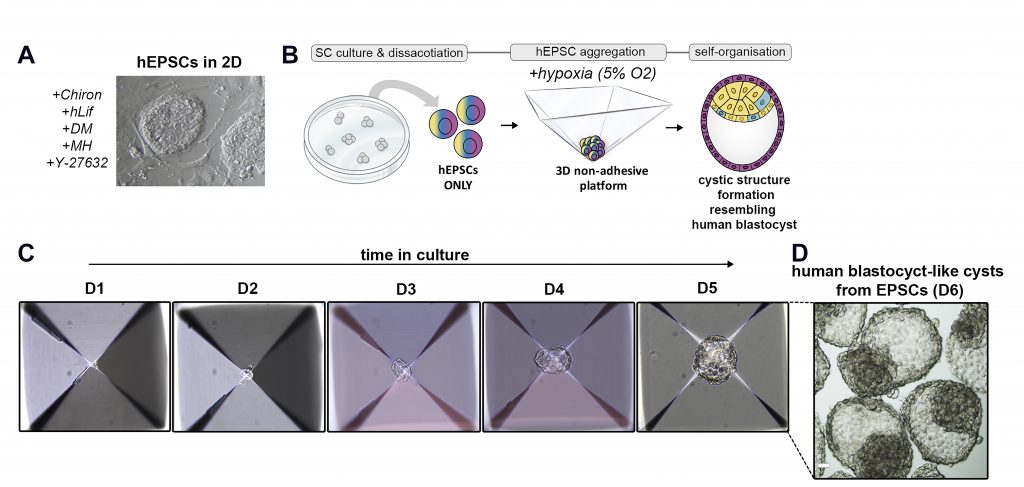 Reconstructing human early embryogenesis in vitro with pluripotent stem ...