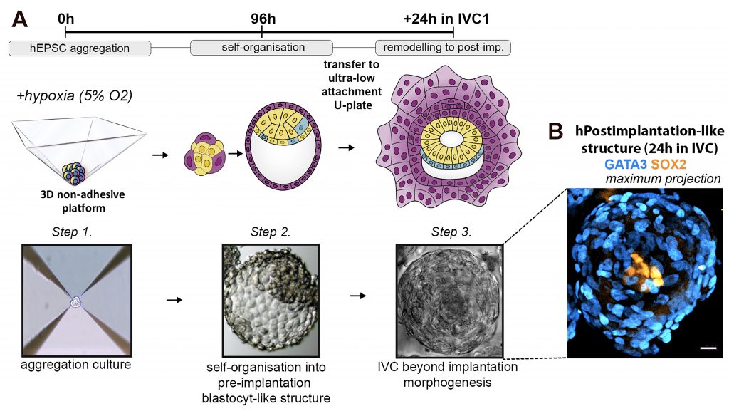 Reconstructing Human Early Embryogenesis In Vitro With Pluripotent Stem ...