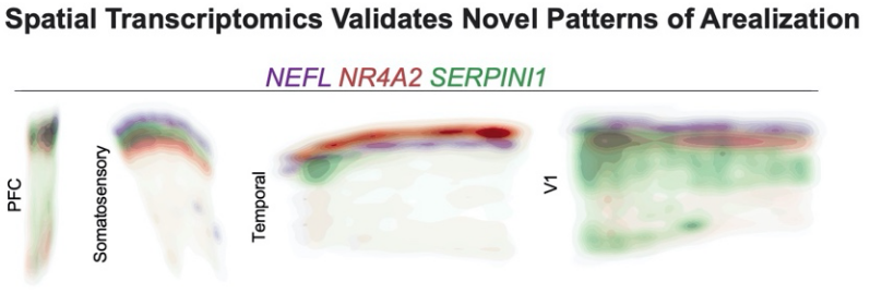An Atlas of Cortical Arealization Identifies Dynamic Molecular ...