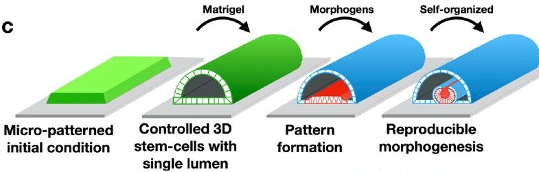 Self-organized morphogenesis of a human neural tube in vitro by ...